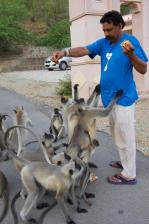 Raj feeding the langaur monkeys